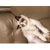 售一只纯种8个月大的布偶猫，5000元