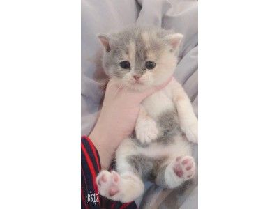 自家养的猫咪下崽啦 蓝白小正八 三花妹妹 蓝猫妹妹