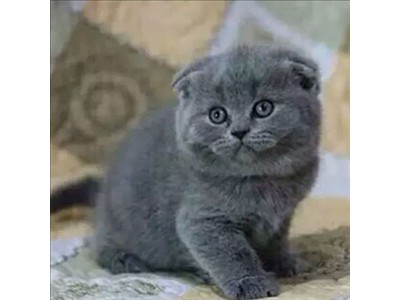 出售英短蓝猫 蓝白 乳白 渐层猫猫，包纯种可签协议