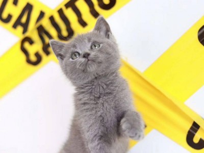 出售英短蓝猫 蓝白 乳白 渐层猫猫，包纯种可签协议
