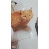 天津黄橘虎斑猫打过针驱过虫还送猫咪一切必备用品