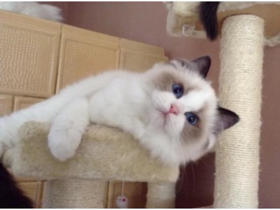 CFA专业认证 蓝双 海双色布偶猫出售 包健康纯种