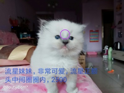 布偶猫两只手套妹妹预定