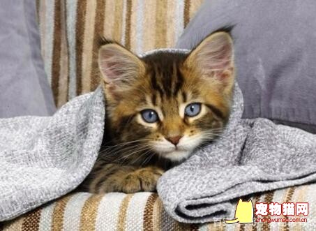 猫咪犯错可以惩罚