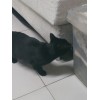 黑色猫咪10个月