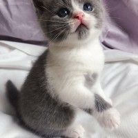 英国蓝白短毛猫