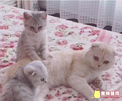 孝顺猫咪给猫妈按摩