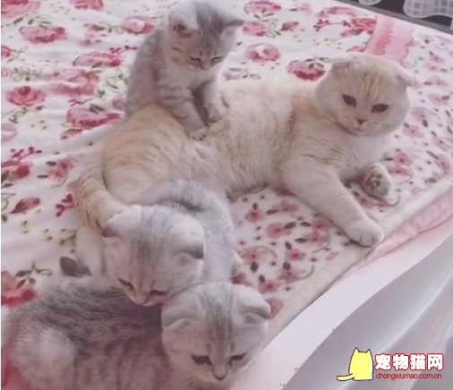 孝顺猫咪给猫妈按摩