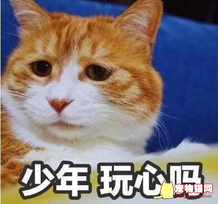 猫咪