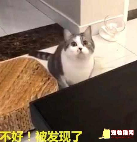 猫咪