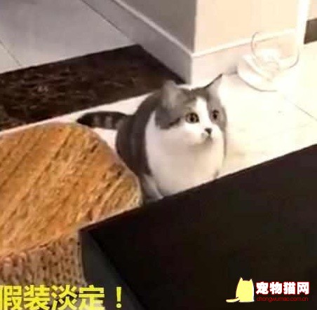 猫咪