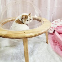 双血统加菲猫找新家  6个月妹妹  带CFA血统证书