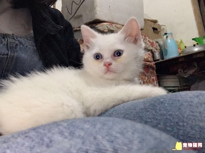 纯种英短猫，有白猫蓝眼，白猫棕色