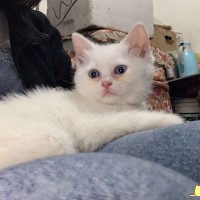 纯种英短猫，有白猫蓝眼，白猫棕色