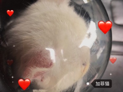 加菲猫 领养猫 纯种加菲猫 5个月 肥猫