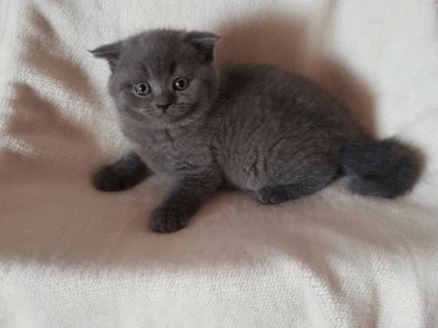 自家繁育的蓝白英短猫