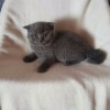 自家繁育的蓝白英短猫