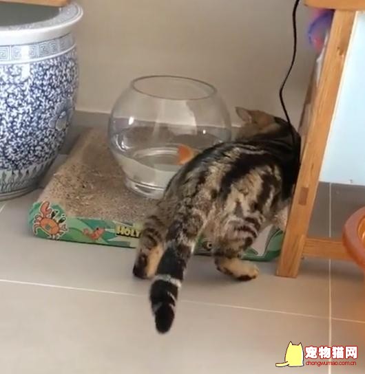 猫咪