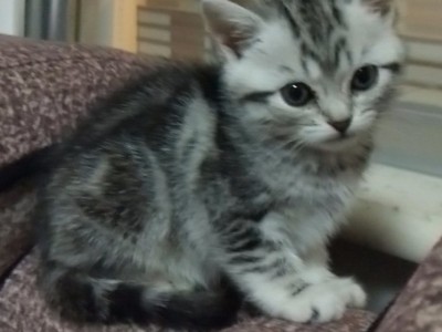 辽宁葫芦岛市出售1只美短母猫咪，3个月大，欢迎联系
