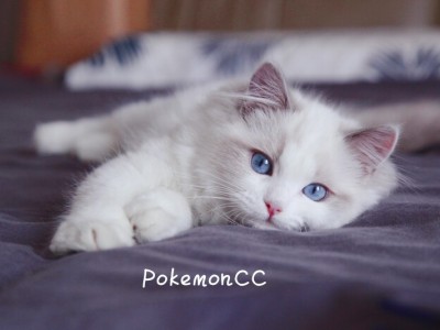 【PokemonCC】布偶猫舍  布偶宝宝找家