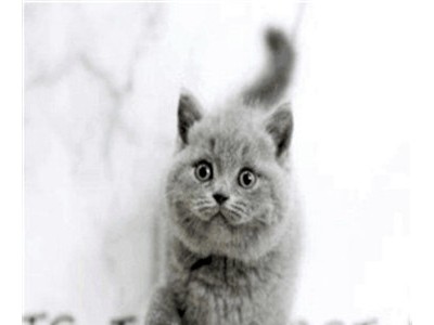 专业繁殖各种健康纯种名猫如：英短 美短 布偶 暹罗 加菲