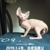 斯芬克斯无毛猫 家庭繁育，保证健康，白皮蓝眼