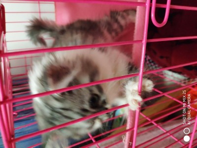 重庆江津 出售一只 金吉拉猫