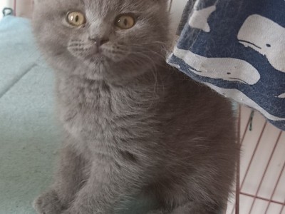 辽宁沈阳蓝猫出售，单只500一只，打包1200三只