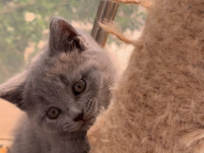 2月大蓝猫，健康可爱。性格活泼或安静的都有