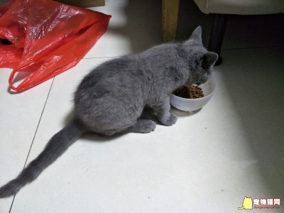 安徽合肥英短蓝猫出售，宿舍太小了不太适合养宠物