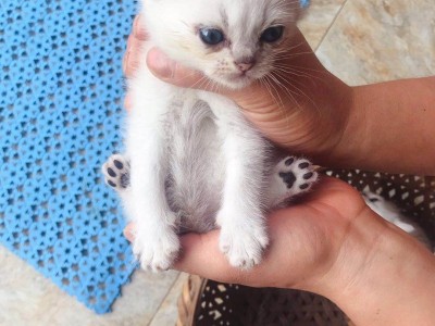 卖英短渐层猫，蓝眼睛，有着金吉拉的基因，烟色的颜色，坐标杭州
