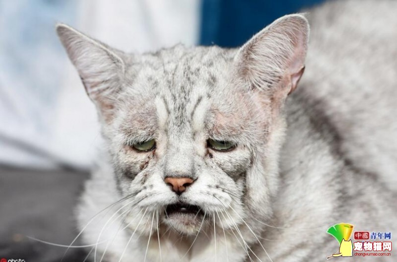 英国猫咪患“松皮症”