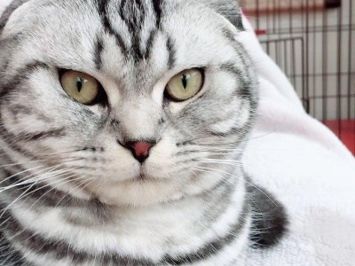 银虎斑折耳猫，已打过疫苗，做了绝育手术