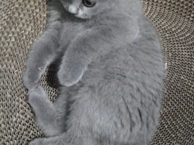英短蓝猫，3个月大，疫苗齐全，便宜急售