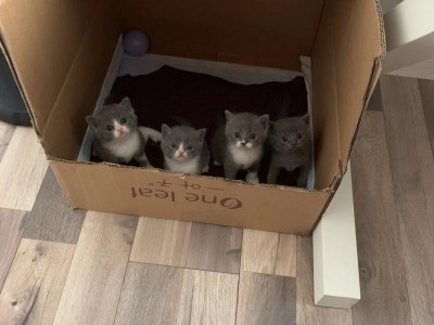 蓝猫；蓝白-英国短毛猫，家庭散养，非猫舍，富养，坐标西安