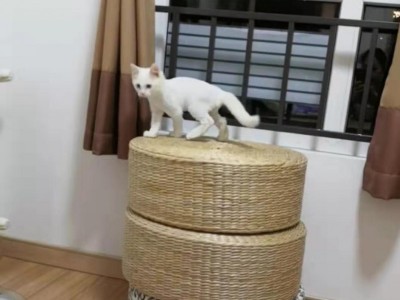 两个半月小狮子猫