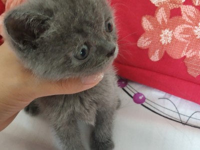 北京英短蓝猫宝宝两个月找新家