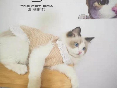 《本地猫舍》专业繁育布偶猫 送猫上门 健康保一年