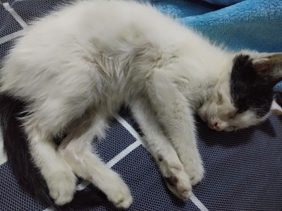奶牛猫幼猫，已经在宠物店消过毒和驱过虫，身体很健康