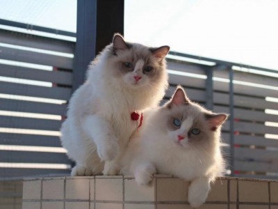 《专业猫舍》赛级布偶猫，全国可空运，坐标广东