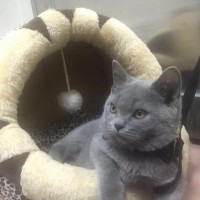 出售一只四月大蓝猫 已打疫苗