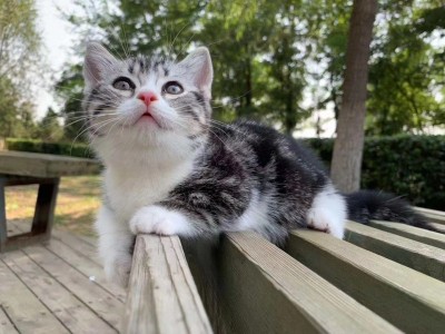 自家养的，长沙本地可以自提，外地可空运，猫到付款