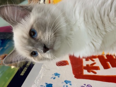 上海布偶猫重点色