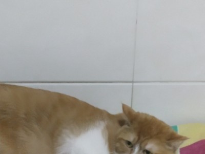 家猫，北京西城区，带自动喂食器，猫粮和猫砂