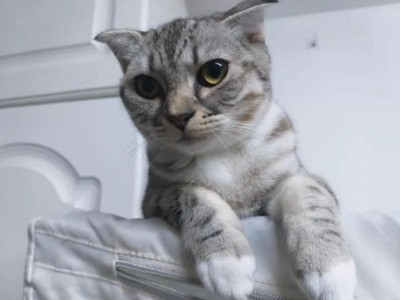 美国短毛猫  加白，正宗的美短猫，品种优良，聪明。