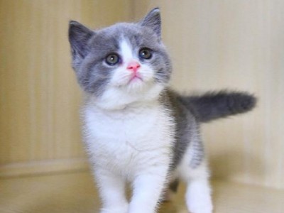 猫舍出售，英短蓝白猫咪 精品蓝白 全国发货