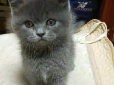 自家繁殖蓝猫,可以吃猫粮，会用猫砂，喜欢的联系我！