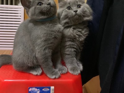 出售英短蓝猫，自己家养的，非猫舍。坐标:天津