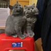 出售英短蓝猫，自己家养的，非猫舍。坐标:天津