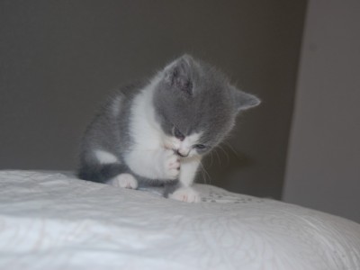 英短蓝猫，非猫舍2个月大,性格温和,健康活泼